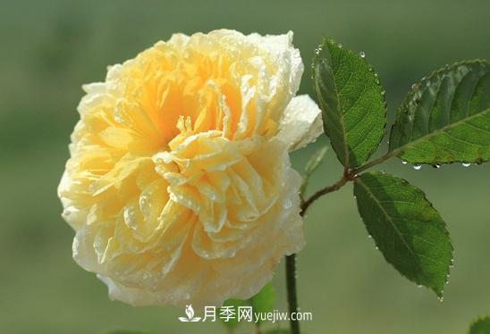 耐看的10種月季：非常養(yǎng)眼，你養(yǎng)過幾種(圖9)