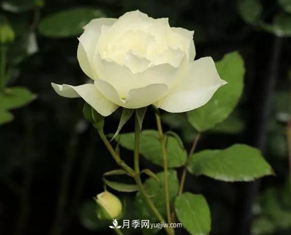 耐看的10種月季：非常養(yǎng)眼，你養(yǎng)過幾種(圖10)