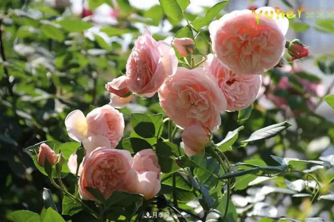 這6種月季，抗病強(qiáng)花量大還耐曬，養(yǎng)一棵就很美(圖7)