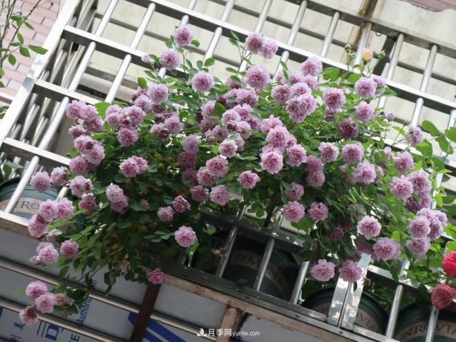 這6種月季，抗病強(qiáng)花量大還耐曬，養(yǎng)一棵就很美(圖8)