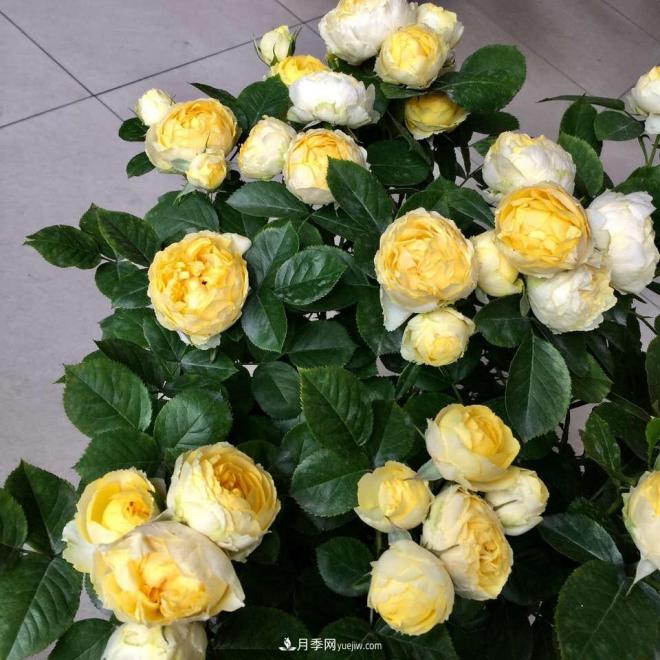 非?！扒趭^”的4個(gè)月季品種，1年開(kāi)花不斷，關(guān)鍵抗病性好(圖3)