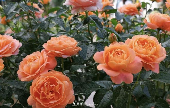 非?！扒趭^”的4個(gè)月季品種，1年開(kāi)花不斷，關(guān)鍵抗病性好(圖2)