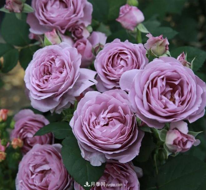 非?！扒趭^”的4個(gè)月季品種，1年開(kāi)花不斷，關(guān)鍵抗病性好(圖1)