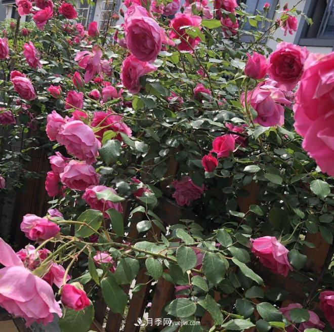 非?！扒趭^”的4個(gè)月季品種，1年開(kāi)花不斷，關(guān)鍵抗病性好(圖4)