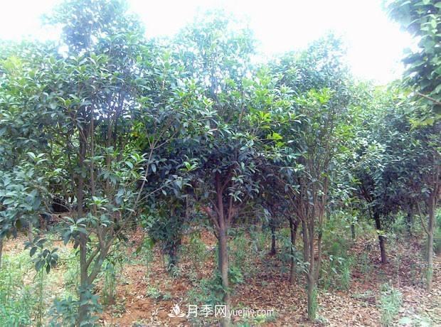 桂花樹(shù)***適宜采用這兩種方法繁殖，易操作，成活率高(圖1)