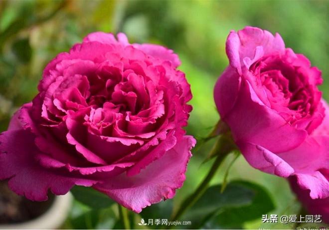 無伊芙不月季，哪種伊芙月季***值得入手？(圖3)