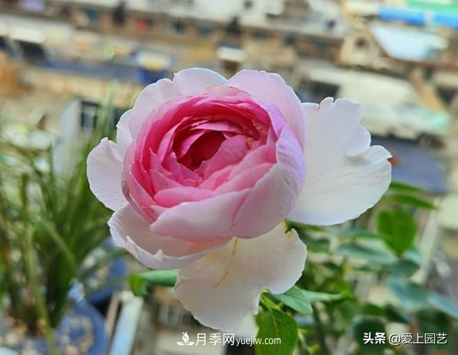 無伊芙不月季，哪種伊芙月季***值得入手？(圖2)