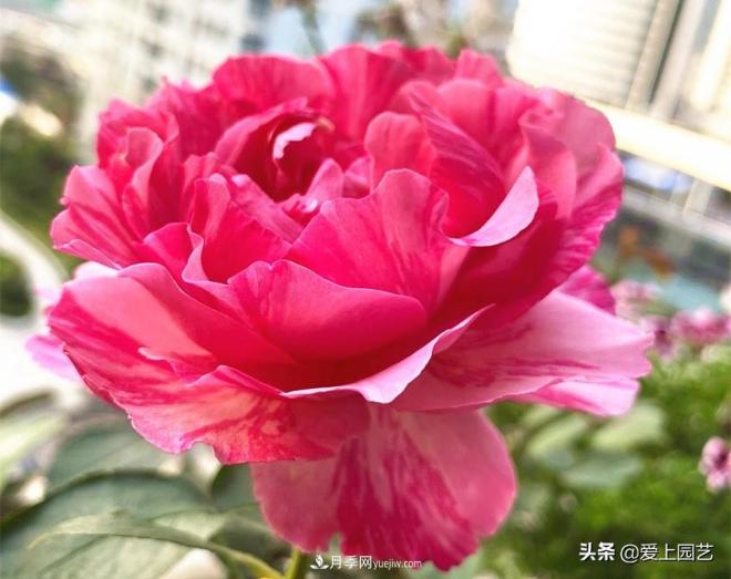無伊芙不月季，哪種伊芙月季***值得入手？(圖4)