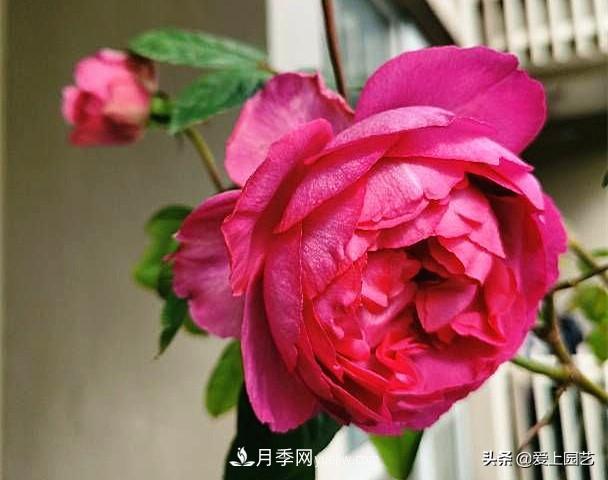 無伊芙不月季，哪種伊芙月季***值得入手？(圖8)
