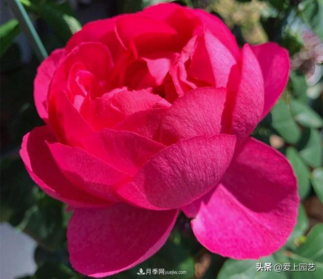 無伊芙不月季，哪種伊芙月季***值得入手？(圖7)