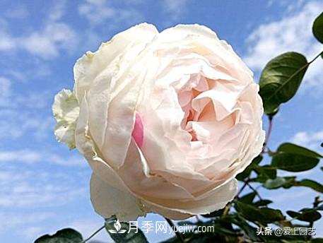 無伊芙不月季，哪種伊芙月季***值得入手？(圖10)