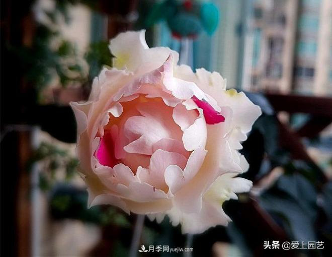 無伊芙不月季，哪種伊芙月季***值得入手？(圖9)