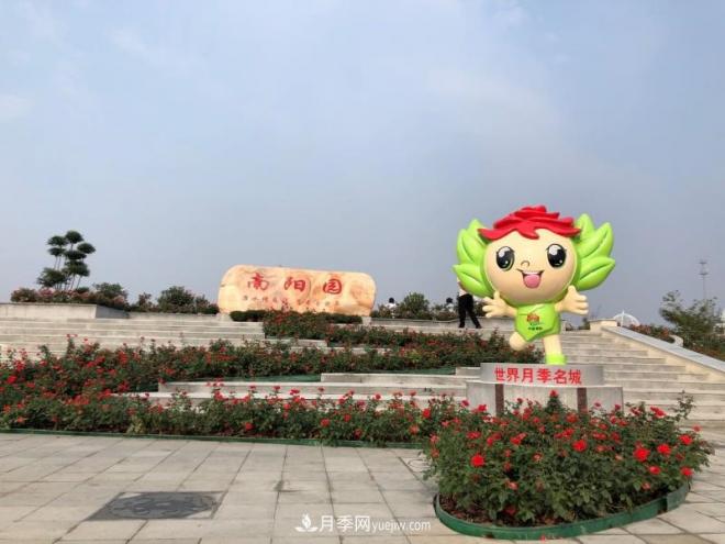 南陽月季在安徽第十屆中國月季展覽會(huì)上大放異彩(圖1)