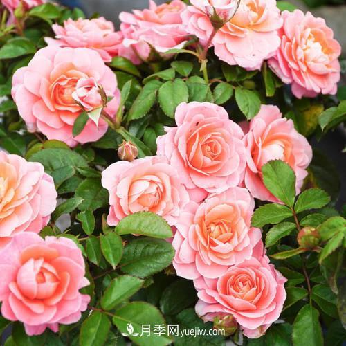 盆栽月季，我選3種，花朵超仙，一開花就驚艷了時光！(圖1)