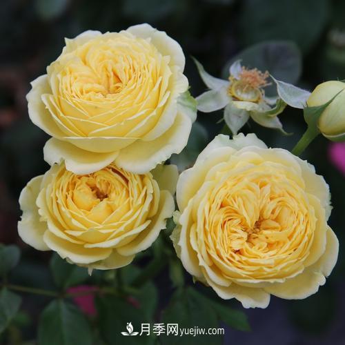 盆栽月季，我選3種，花朵超仙，一開花就驚艷了時光！(圖3)