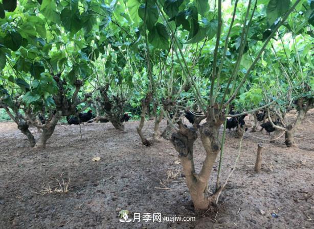 七彩月季、林下養(yǎng)雞……陜西石泉薩索農(nóng)場念活了“生態(tài)經(jīng)”(圖1)