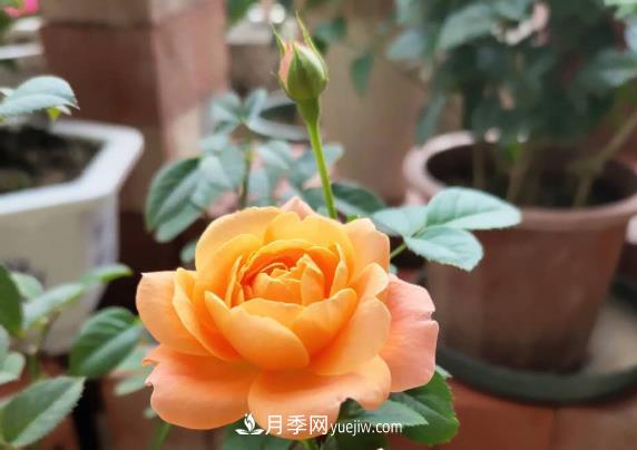 新手入坑月季，學好5個小妙招，果汁陽臺月季輕松開花滿盆(圖1)