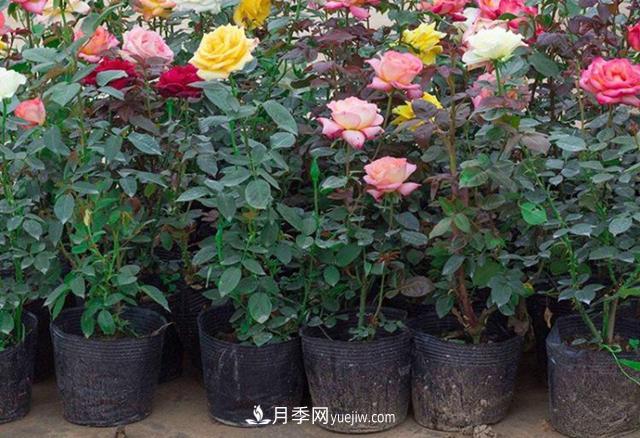 月季花的灑水的注意事項有哪些？(圖1)