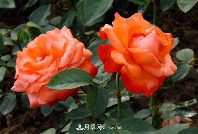 月季花的施肥方法是什么？(圖1)