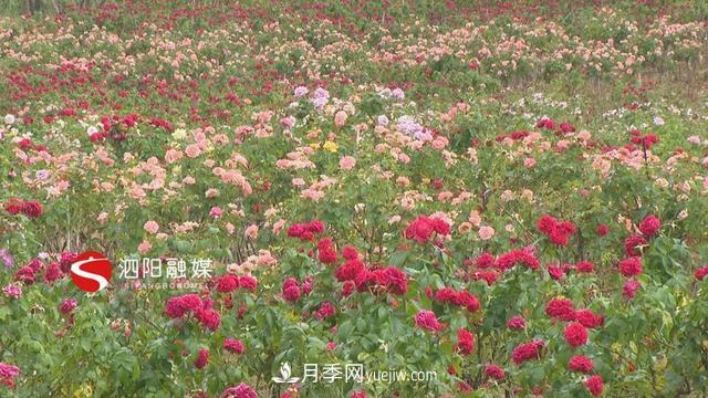 明年4月來宿遷泗陽看第十一屆中國月季展覽會(圖2)
