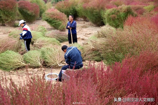 山西臨汾65歲農(nóng)民大叔種“彩色草”，編織致富夢(mèng)年收入10萬元(圖4)