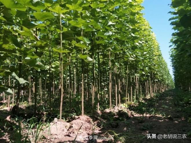 楸樹(shù)價(jià)格看漲，市價(jià)已經(jīng)達(dá)到3800元/立方，楸木為啥這么貴？(圖1)