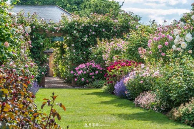 玫瑰月季薔薇，傻傻地分不清——從《花鏡》到歐月流行(圖1)