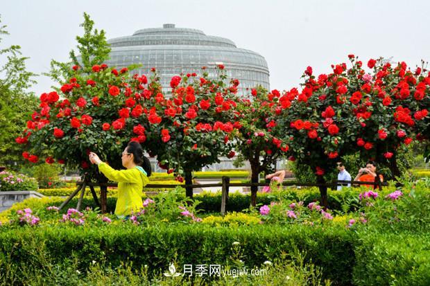 園林綠化的必選樹種，為何能夠在彩葉苗木市場中持續(xù)走俏？(圖3)