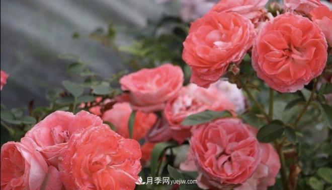 推薦15個受歡迎的月季品種，其實它們都有優(yōu)點缺點(圖10)