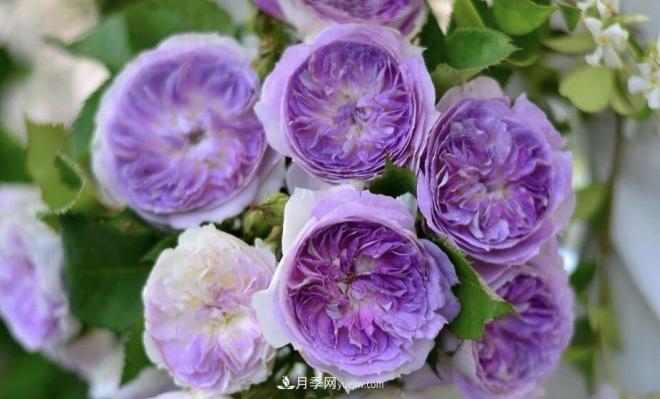 推薦15個受歡迎的月季品種，其實它們都有優(yōu)點缺點(圖13)