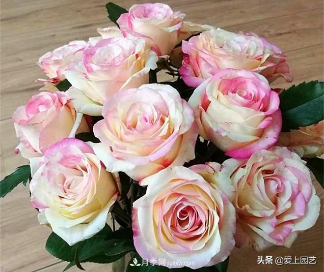 熱門月季品種已經(jīng)看膩了，不妨養(yǎng)幾棵小眾月季換個風(fēng)景(圖1)