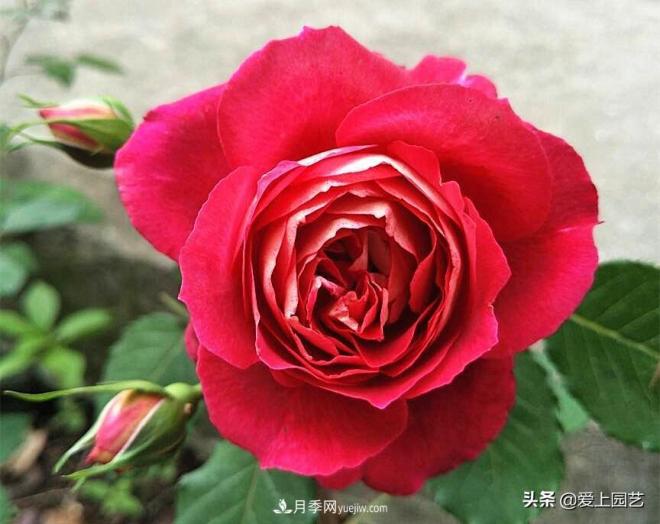 熱門月季品種已經(jīng)看膩了，不妨養(yǎng)幾棵小眾月季換個風(fēng)景(圖2)