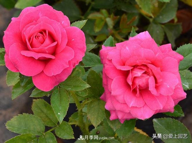 熱門月季品種已經(jīng)看膩了，不妨養(yǎng)幾棵小眾月季換個風(fēng)景(圖3)