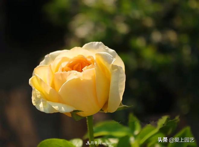 熱門月季品種已經(jīng)看膩了，不妨養(yǎng)幾棵小眾月季換個風(fēng)景(圖4)
