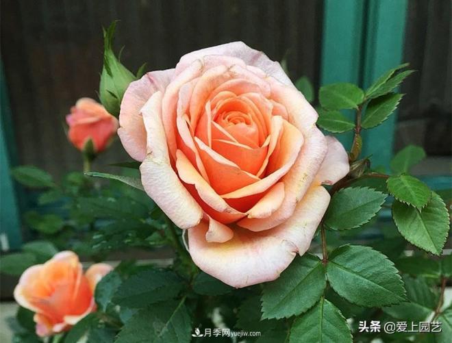 熱門月季品種已經(jīng)看膩了，不妨養(yǎng)幾棵小眾月季換個風(fēng)景(圖5)