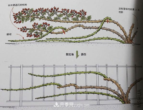 月季冬剪好還是春剪好？南北有區(qū)別，一起來學(xué)習(xí)吧(圖3)