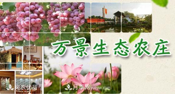 南召縣萬景園林張園園，玉蘭樹苗木創(chuàng)業(yè)造福鄉(xiāng)梓(圖1)