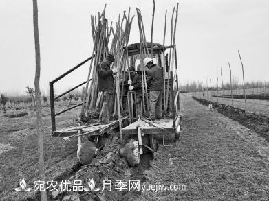種苗木真牛！河南老鄉(xiāng)研制種樹(shù)機(jī)一天種下6000株(圖1)