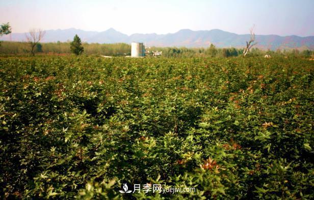 南陽市內(nèi)鄉(xiāng)縣五角楓玉蘭苗木基地(圖1)