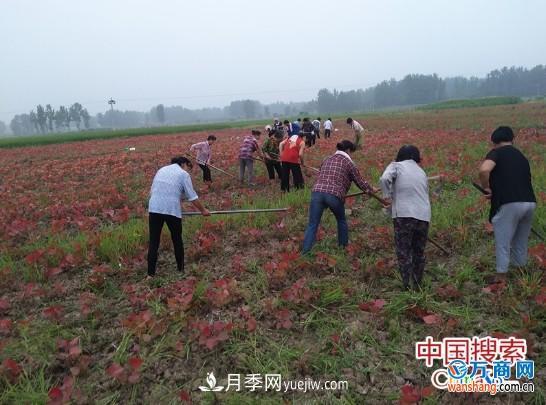 河南南陽(yáng)桐柏：紅葉楊苗木種植 紅了山富了民(圖1)