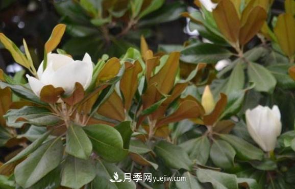 南召縣張德倉，玉蘭苗木大王創(chuàng)業(yè)記(圖1)