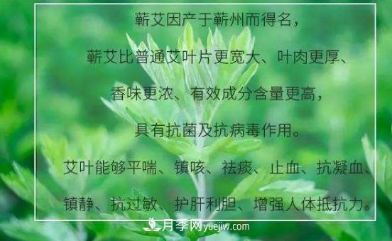 湖北蘄春縣種植小艾草大效益 蘄艾產業(yè)年產值十億元(圖1)