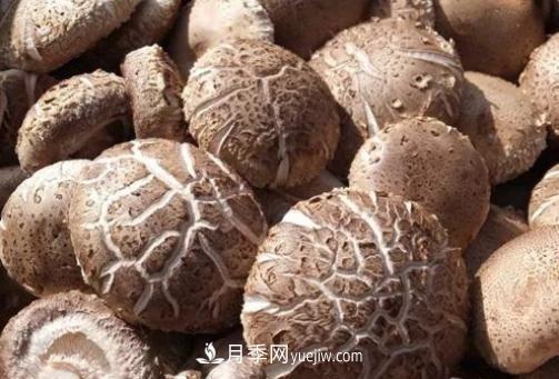 香菇之鄉(xiāng)南陽(yáng)地標(biāo)農(nóng)產(chǎn)品 西峽香菇撬動(dòng)國(guó)際大市場(chǎng)(圖2)