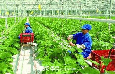 有機產(chǎn)品395個，南陽有機農(nóng)業(yè)全國**是怎樣煉成的？(圖1)
