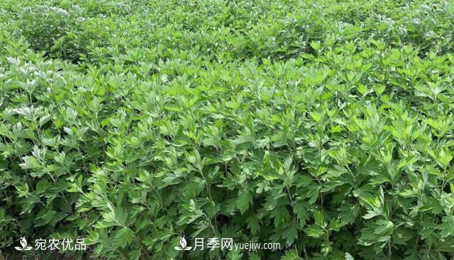 南陽艾草種植技術(shù)，種植前景如何？艾根批發(fā)(圖1)