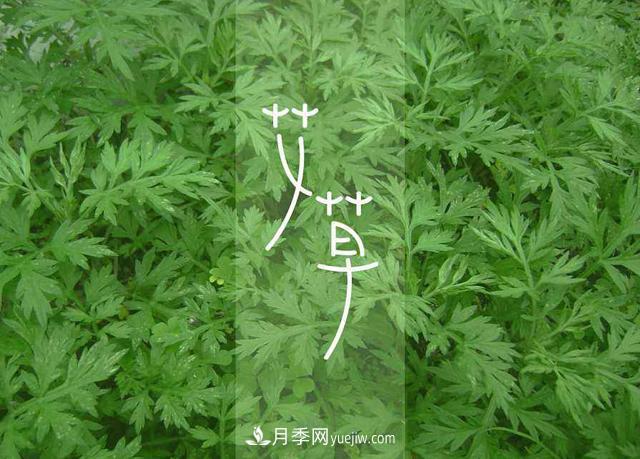南陽(yáng)市：建設(shè)世界艾鄉(xiāng) 讓艾草中醫(yī)藥惠及更多人(圖1)