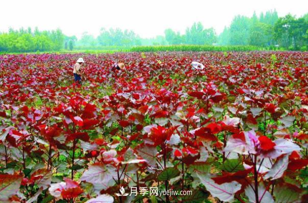 南陽桐柏縣紅葉楊苗木基地鋪開致富路(圖1)