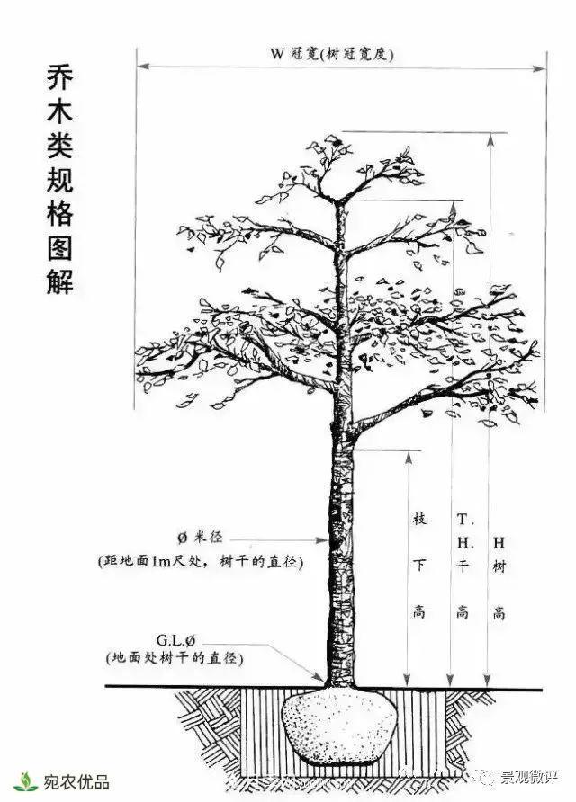 南陽月季苗木行業(yè)專業(yè)術(shù)語大全，你知多少？內(nèi)容太多(圖3)