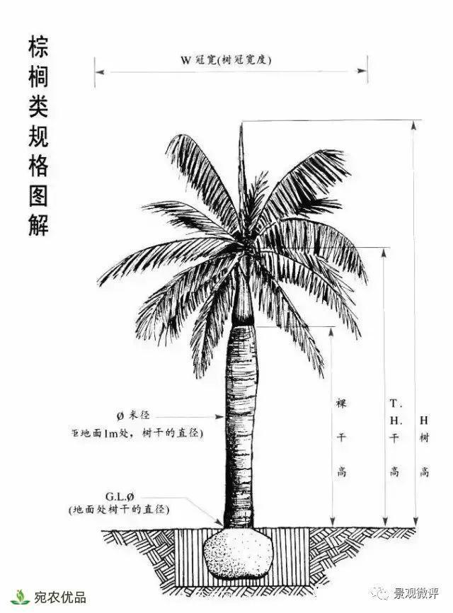 南陽月季苗木行業(yè)專業(yè)術(shù)語大全，你知多少？內(nèi)容太多(圖5)
