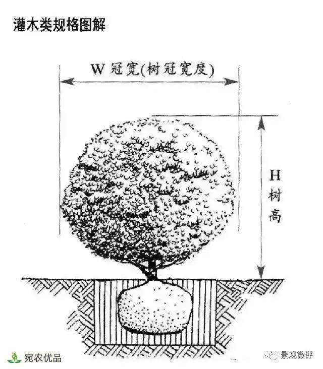 南陽月季苗木行業(yè)專業(yè)術(shù)語大全，你知多少？內(nèi)容太多(圖4)